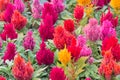 Colorful fresh celosia flower Royalty Free Stock Photo