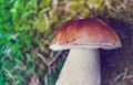 Colorful fresh edible porcini mushroom on the green mossy forest Royalty Free Stock Photo