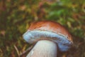 Colorful fresh edible porcini mushroom on the green mossy forest Royalty Free Stock Photo