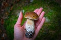 Colorful fresh edible porcini mushroom in the hand, blurred green mossy forest on background. Penny bun white mushroom closeup on Royalty Free Stock Photo