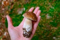 Colorful fresh edible porcini mushroom in the hand, blurred green mossy forest on background. Penny bun white mushroom closeup on Royalty Free Stock Photo