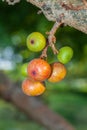 Colorful fresh Ficus racemosa Linn. fruit