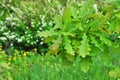 Colorful fresh green wet branch of a young oak with rain drops on leaves close-up Royalty Free Stock Photo