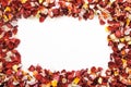 Colorful fresh rose petals in the shape of a rectangle on white background with space for text. Royalty Free Stock Photo