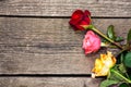 Colorful fresh roses Royalty Free Stock Photo