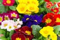 Colorful fresh spring flowers primula Royalty Free Stock Photo