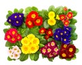 Colorful fresh spring flowers primula Royalty Free Stock Photo