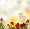 Colorful fresh spring tulips flowers background Royalty Free Stock Photo