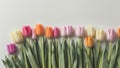 Colorful fresh spring tulips flowers border in a row on white background