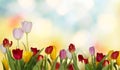 Colorful fresh spring tulips flowers.Nature background. Royalty Free Stock Photo