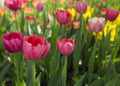 Colorful Fresh Spring Tulips Flowers Nature Landscape Background