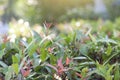 Colorful fresh syzygium austral Australian Rose Apple, Brush Cherry, Creek Lily Pilly, Creel Satinash with dew and sunlight. Royalty Free Stock Photo