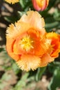 Colorful fresh tulip flower bloom in the garden Royalty Free Stock Photo