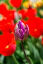Colorful fresh tulip flower bloom in the garden Royalty Free Stock Photo