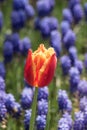 Colorful  fresh tulip flower bloom in the garden Royalty Free Stock Photo