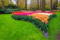 Colorful fresh tulip plantations in the Keukenhof garden, Netherlands Royalty Free Stock Photo