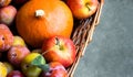 Colorful freshly picked plums Mirabelles red yellow green apples pumpkin in wicker basket grey stone background. Thanksgiving