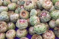 Colorful Freshly Picked Selection of Organic Artichokes on Display at the Farmers Market
