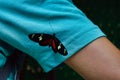 Friendly butterfly on the arm Royalty Free Stock Photo