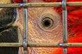 Macaw bird eye closeup