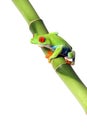 Colorful Frog Royalty Free Stock Photo