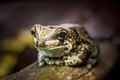 Colorful frog on wood with big eyes. Royalty Free Stock Photo