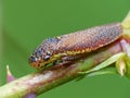 Colorful Froghopper On A Thorny Stem Royalty Free Stock Photo