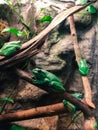 Colorful frogs at the zoological garden in Riga. Different cold-blooded species at the tropical terrarium.