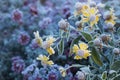 Colorful frosty garden flowers after first cold night in the autumn. Royalty Free Stock Photo
