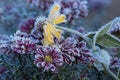 Colorful frosty garden flowers after first cold night in the autumn. Royalty Free Stock Photo