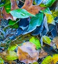 Colorful frozen Fall leaves captured on ground, natures abstract.