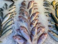 Colorful frozen fish in ice at the seafood market Royalty Free Stock Photo