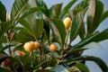 Colorful fruit on tree