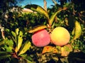 Ripe plums of various colors on branch full of leaves