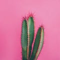 Colorful funky green cactus on pink background. Flat lay mexican desert plant design. Minimal contemporary summer pop art