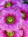 Colorful Fushia Flowers of the Opuntia basilaris Beavertail Cactus