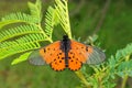 Colorful garden acraea butterfly - South Africa Royalty Free Stock Photo