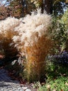 Colorful garden in autumn in Falkensee in Germany