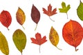Colorful garden autumn leaves on a white background Royalty Free Stock Photo