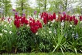 Colorful garden blooms with red snapdragons, paperwhites and other flowers.