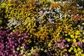 Colorful garden chrysanthemums or fall mums or hardy mums on a hill side in bright sunlight. Royalty Free Stock Photo