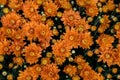 Colorful garden chrysanthemums or fall mums or hardy mums in planter. Royalty Free Stock Photo