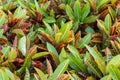 Colorful Garden croton's leaves (Codiaeum variegatum)