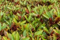 Colorful Garden croton's leaves (Codiaeum variegatum)