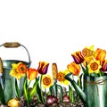 Colorful garden festival poster with spring flowers daffodils and tulips, florist tools, inventory, seedlings. Isolate. Royalty Free Stock Photo