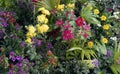 Colorful Garden flowers
