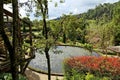 Colorful garden with lush cultivated vegetation