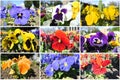 Colorful garden pansies photo collage