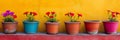 Colorful garden Petunia plants in colorful flower pots in row, panoramic