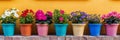 Colorful garden Petunia plants in colorful flower pots in row, panoramic